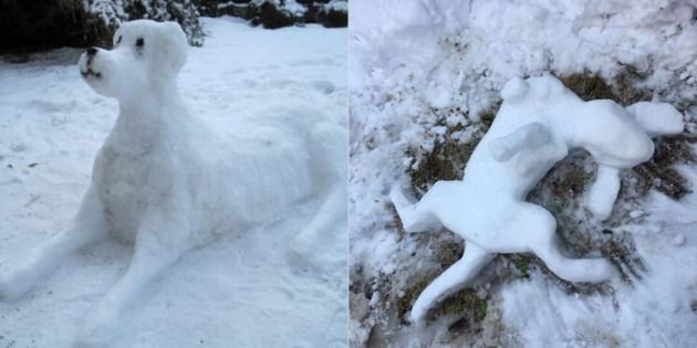 الكلب الثلوج