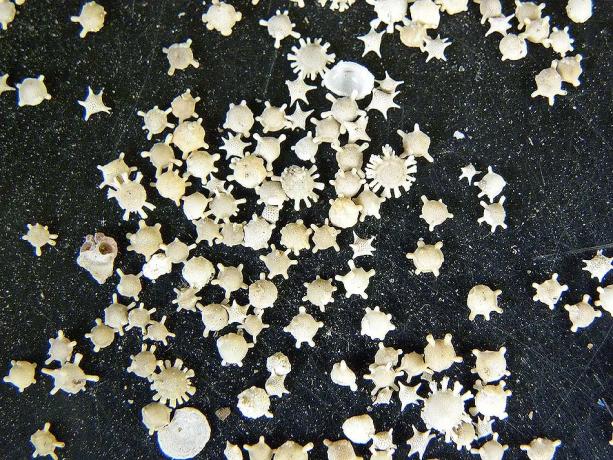 نجوم شاطئ الرمال (Hoshizuna-لا-حماة) - جزيرة Iriomote، اليابان أفضل الشواطئ