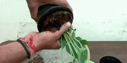 كيفية زرع أنثوريوم: المياه والنبات وبعد 7-10 دقائق، وترفع من وعاء