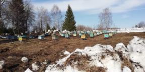تجربة شخصية: أنا أطلق إنتاج إنتاج العسل في القرية