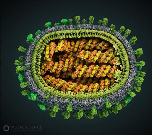 نموذج من فيروس الانفلونزا