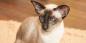 القط السيامي: تولد الوصف والشخصية والرعاية