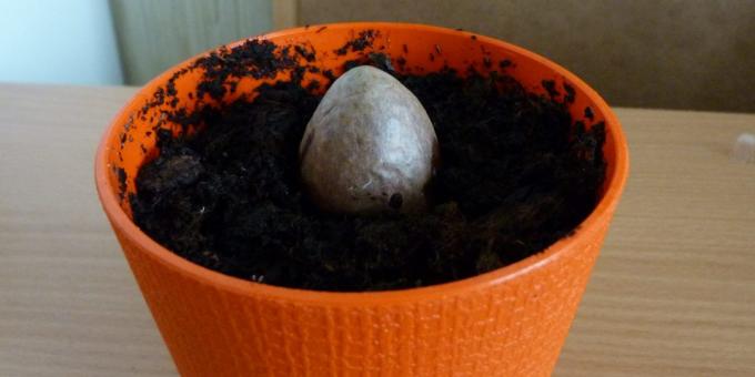 كيفية زراعة الافوكادو من حجر: الحجر في وعاء