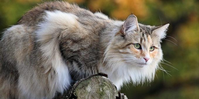 سلالات القطط الكبيرة: غابة نرويجية