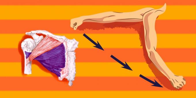 التمارين على عضلات الصدر: لتحميل أكثر من الجزء السفلي من العضلة الصدرية، لديك المخصص نحو الكتف إلى ترجمة إلى الأمام وأسفل