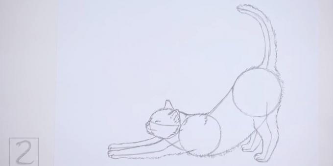 رسم shorstku على طول الظهر والبطن من القط. رسم على الذيل