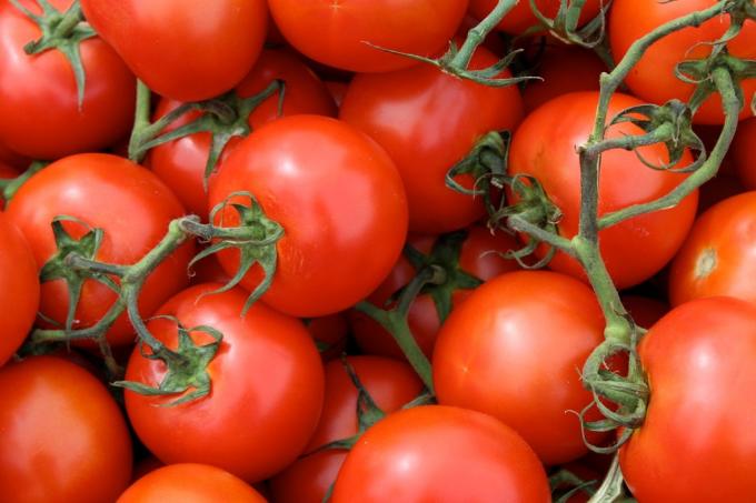 منتجات مفيدة: الطماطم (البندورة)