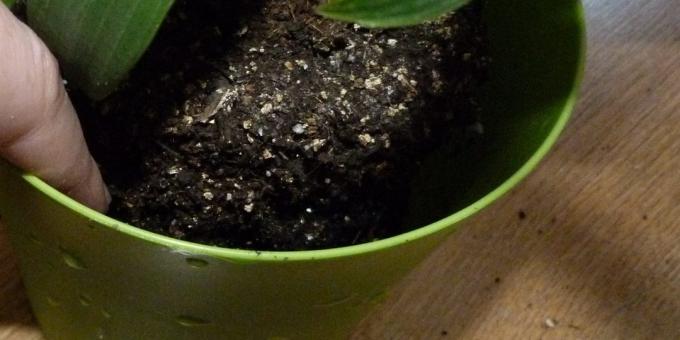 كيفية تقرير ل النباتات الداخلية: نقل في وعاء جديد، والجزء السفلي منها توسيع الطين وقليلا من الأرض
