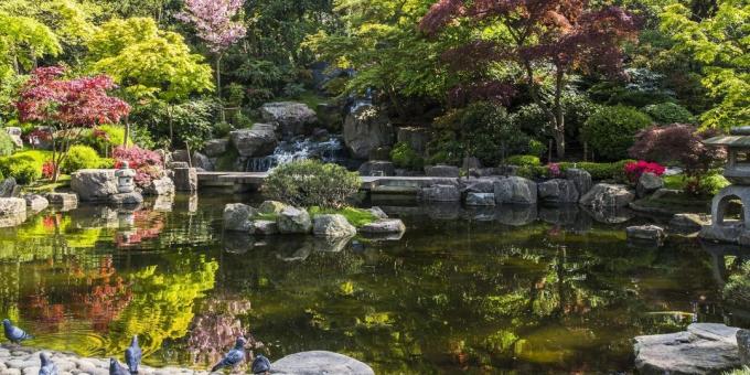 ماذا ترى في لندن: كيوتو الحديقة اليابانية في هولاند بارك