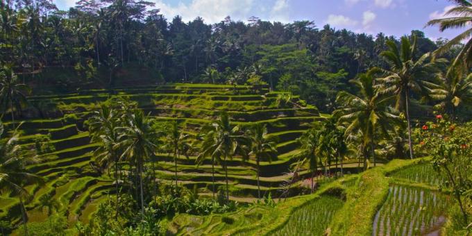 الأراضي الآسيوية يجذب السياح علم: مصاطب الأرز تيجالالانج، إندونيسيا
