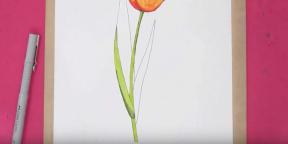 15 طريقة لرسم زهور التوليب الجميلة