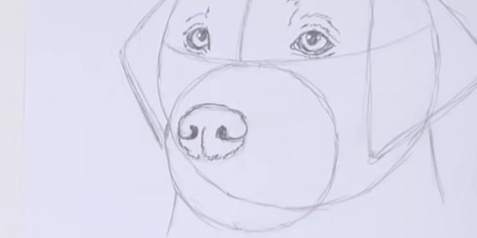رسم الأنف الكلب
