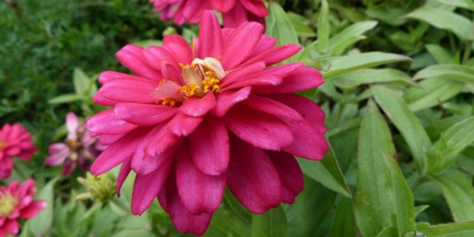 الزهور متواضع أسرة زهرة: ايليجانس زينيا