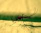 الحماية من "مصاصي الدماء": العلاجات المنزلية للبعوض وغيرها من الحشرات