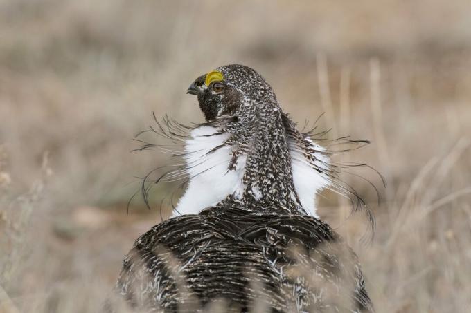 أفضل صور الطيور من مسابقة National Audubon Society