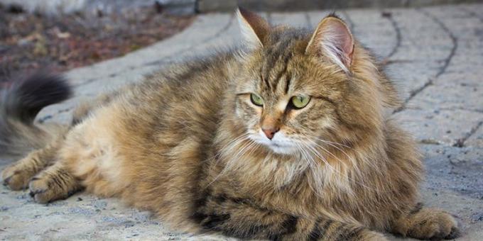 سلالات القطط الكبيرة: سيبيريا