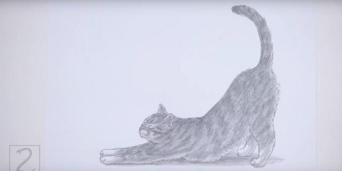 كيفية رسم مكانة القط في أسلوب واقعي