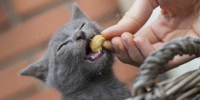كيفية إطعام قطة روسية زرقاء