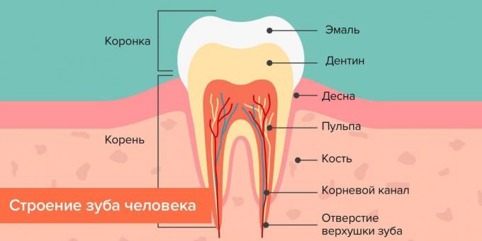 أين تسوس: هيكل الأسنان البشري