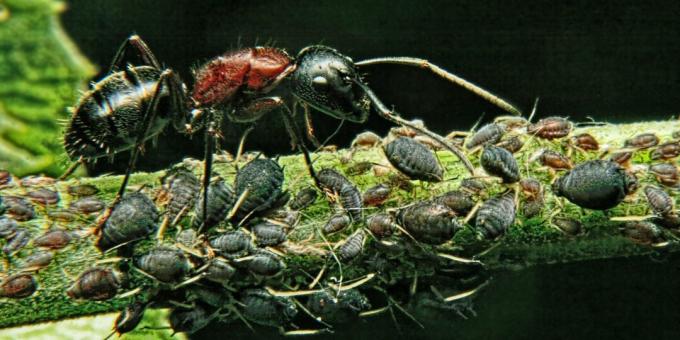 مفاهيم خاطئة وحقائق مثيرة للاهتمام عن الحيوانات: أقوى مخلوق في العالم هو النملة