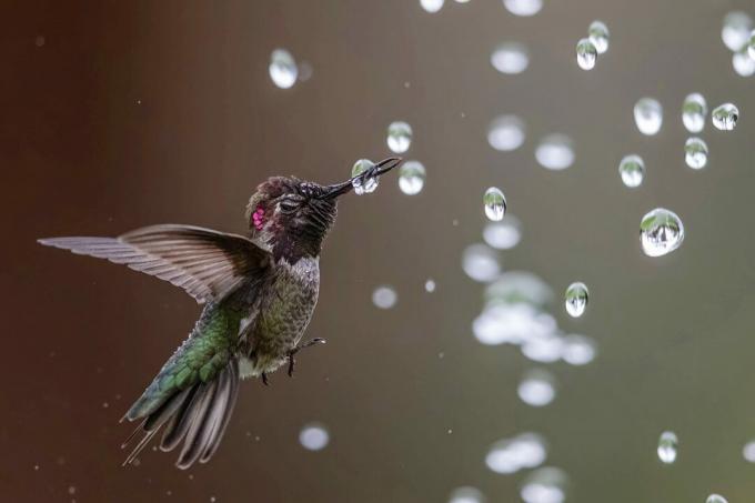 أفضل صور الطيور من مسابقة National Audubon Society