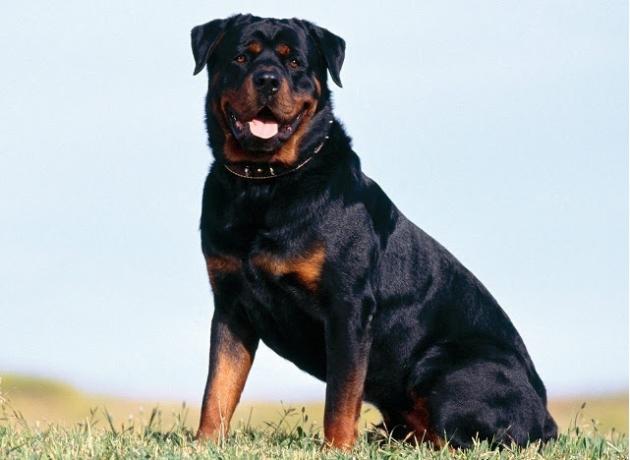 معظم أعلى 10 سلالات الكلاب الذكية: روتويلر