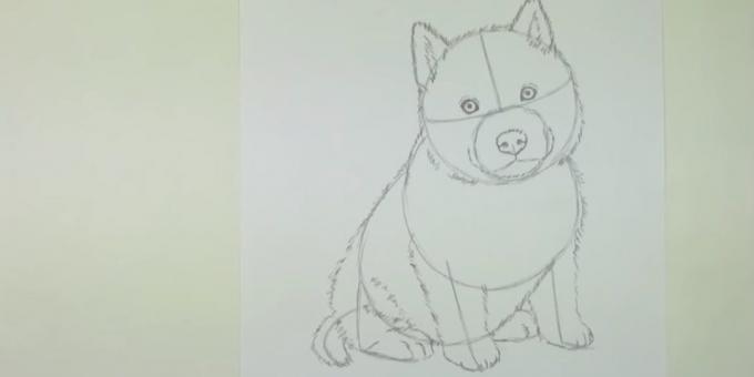 رسم shorstku الكلب