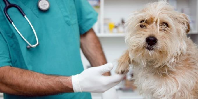 زيارات منتظمة إلى الطبيب البيطري الكلب ستخرج العديد من المشاكل الصحية