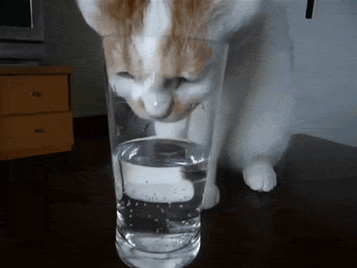 مياه الشرب القط