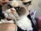 Grumpy Cat 2.0: القط الغاضب الجديد يغزو الإنترنت