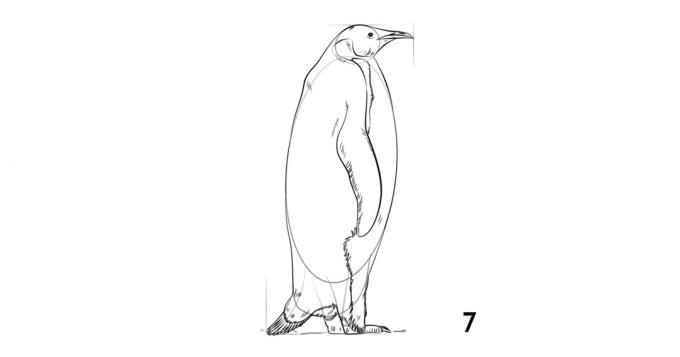 كيفية رسم البطريق
