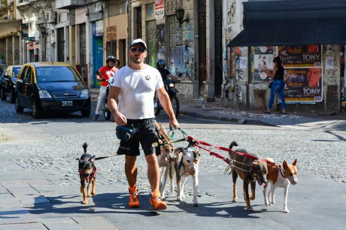 زيارة الأرجنتين: الكلاب