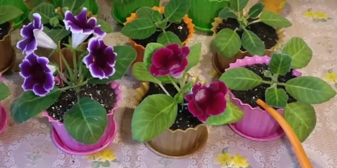 Gloxinia والرعاية: كيفية المياه