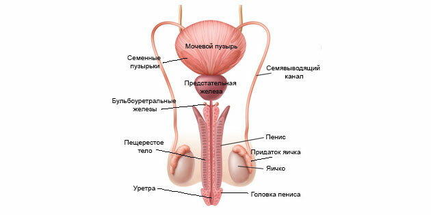 القذف: بنية الجهاز التناسلي الذكري