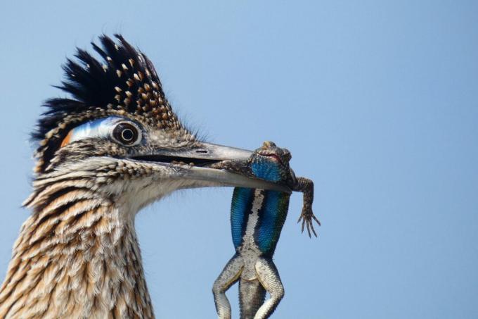 أفضل صور الطيور من مسابقة National Audubon Society