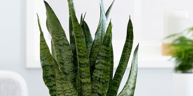 النباتات المنزلية الظل: sansevieriya zeylanika