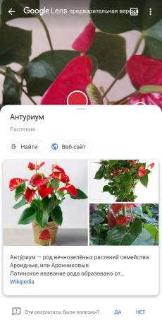 تحديد أنواع النباتات المنزلية مع جوجل عدسة