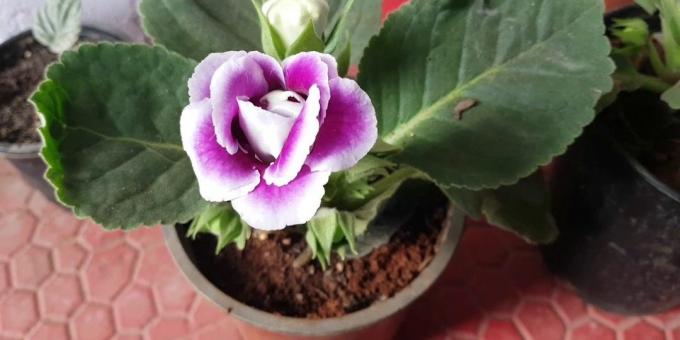 Gloxinia ولها العناية: كيفية زرع