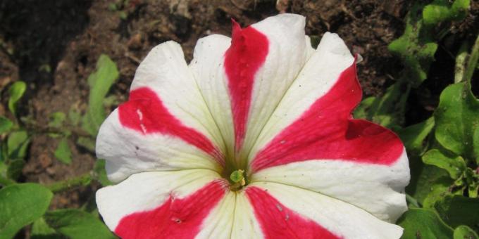 الزهور متواضع أسرة زهرة: grandiflora بتونيا