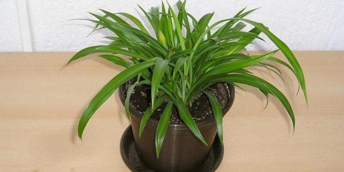 نباتات المنزل الظل: Chlorophytum