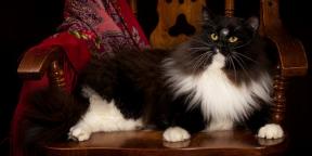 القط السيبيري: تولد الوصف والشخصية والرعاية