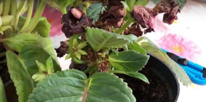 Gloxinia: الرعاية بعد المزهرة