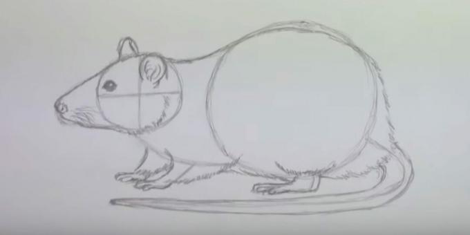 كيفية رسم الفأر: تصور الصوف