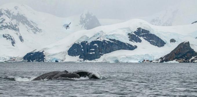 أنتاركتيكا: صورة لحوت أحدب