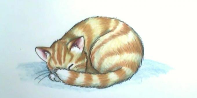 كيفية رسم القط النوم في أسلوب واقعي