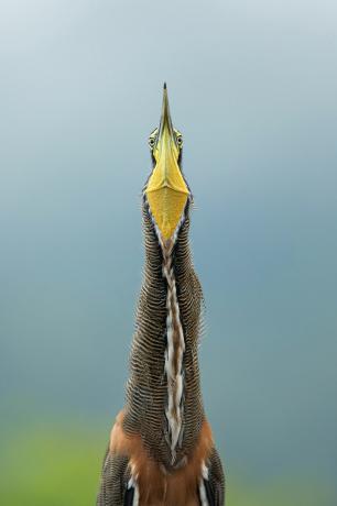 أفضل صور الطيور من مسابقة National Audubon Society