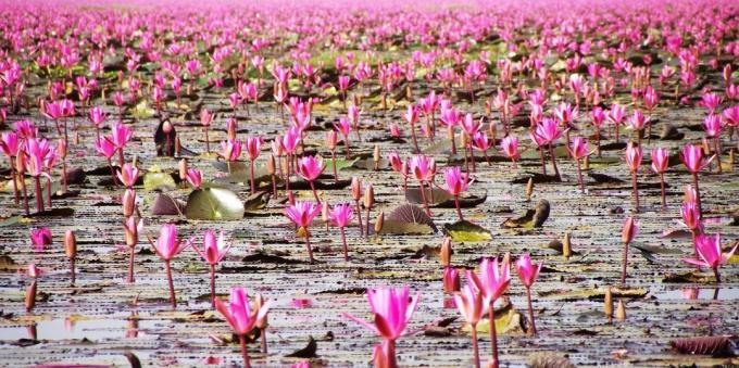 الأراضي الآسيوية يجذب السياح علم: بحيرة نونغ هان Kumphavapi، تايلاند