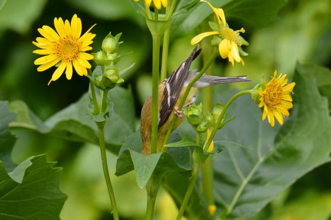 أفضل صور الطيور من مسابقة National Audubon Society