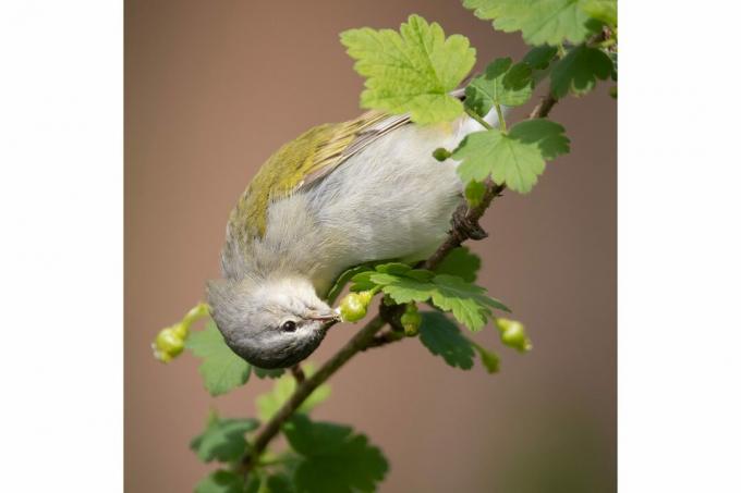 أفضل صور الطيور من مسابقة National Audubon Society