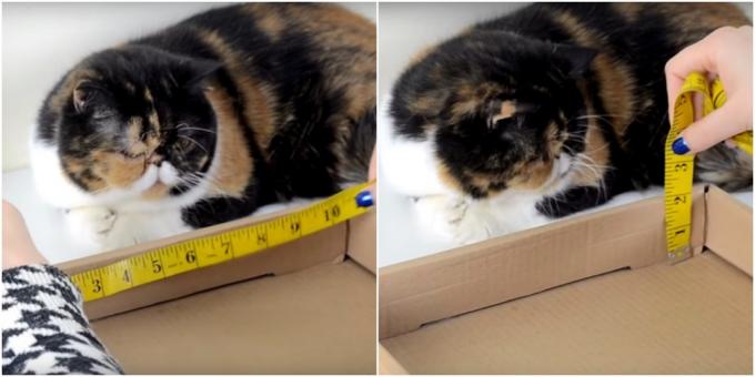DIY خدش القط: أخذ القياسات